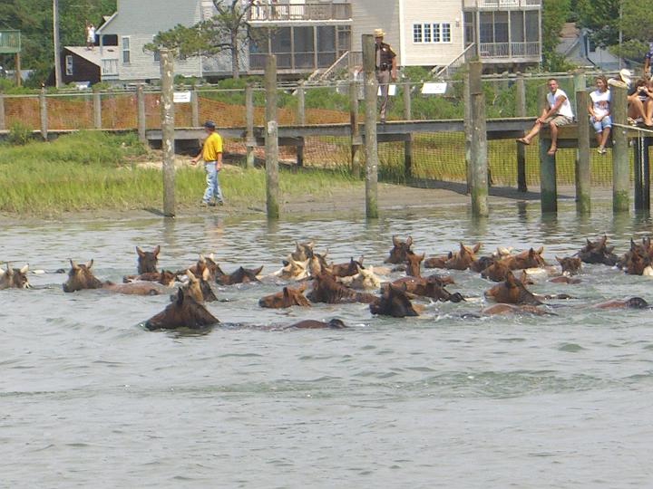 Chincoteague Pony Swim July 2007 058.JPG